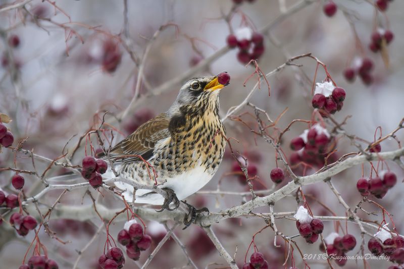 С ягодкойphoto preview