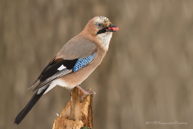 Сойкаphoto preview