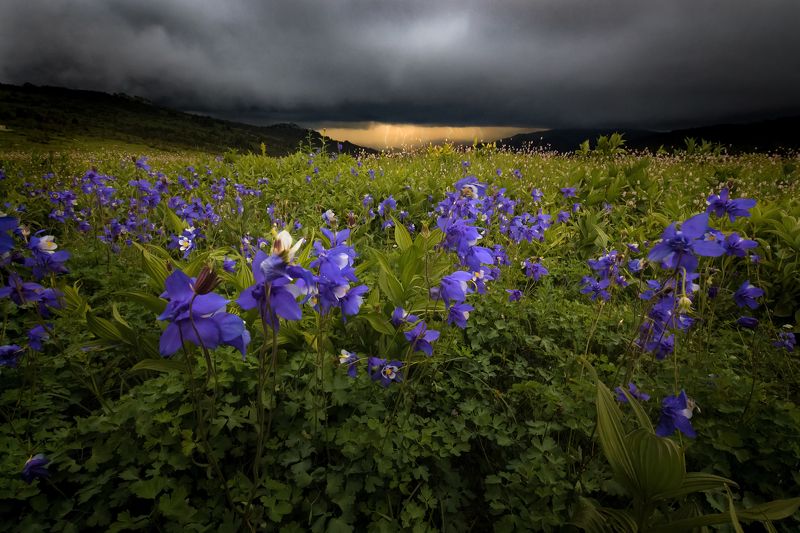 алтай, горы, природа, пейзаж, лето, водосборы, утро, тигирек, заповедник, гроза, молнии, буря Бурерожденныеphoto preview
