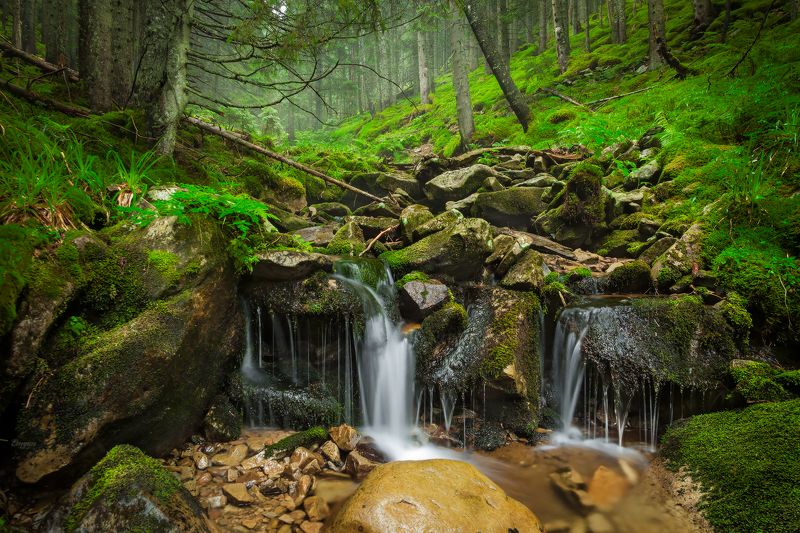carpathians, ukraine, springs, water, forest, trees, nature, landscape, mountains, backpack, ручей, карпаты Carpathian Springsphoto preview
