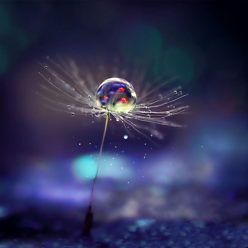 одуванчик, макро Танец маленькой балеринкиphoto preview