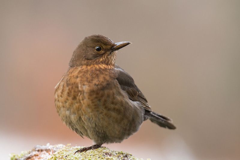 Pani kos :)photo preview