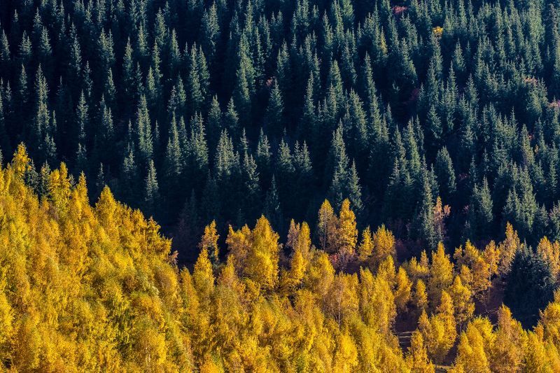 горы, осень, природа, пейзаж, лес, деревья Осенний лесphoto preview