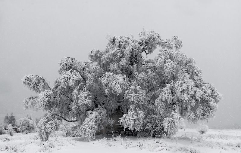 Зимаphoto preview