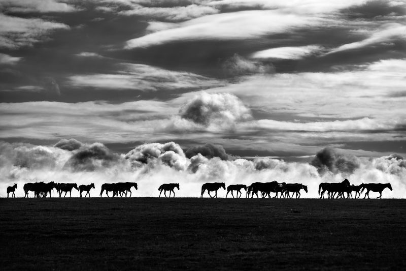 лошади, облака, утро, пейзаж, природа, пастбище,  Перегон лошадейphoto preview