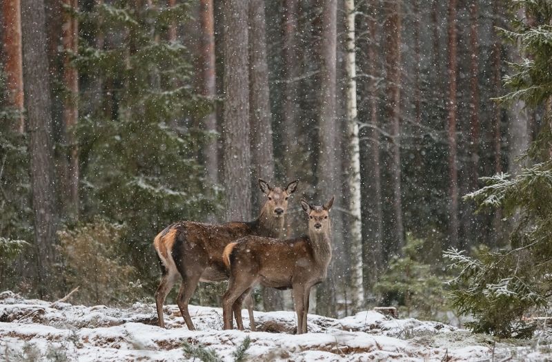 Дочки-матери.photo preview