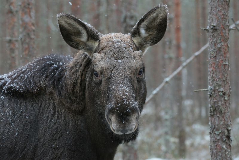 Лосенок. Портрет.photo preview