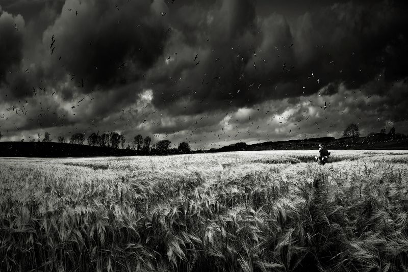 Lord of the Birdsphoto preview