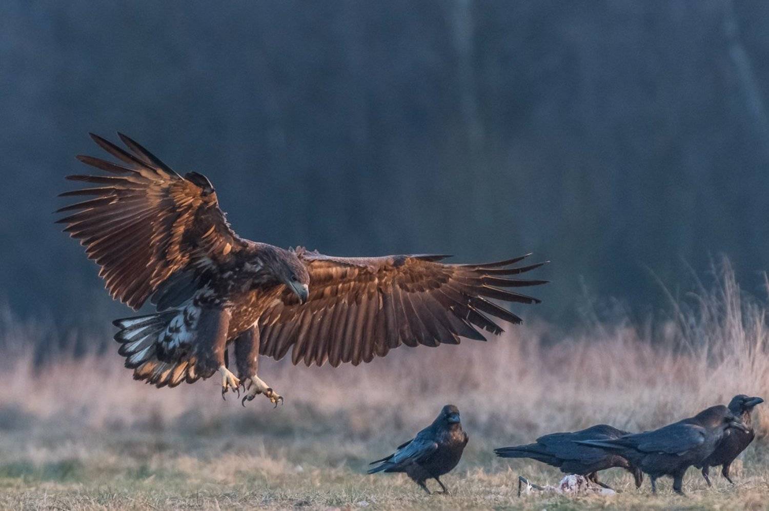 White-tailed Sea Eagle (Haliaeetus albicilla). Автор: Dominik Chrzanowski White-tailed Sea Eagle, Haliaeetus albicilla, bielik zwyczajny, Dominik Chrzanowski