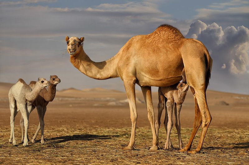 верблюдица, верблюжата, кормление, сахара, пески, улыбка Кормилицаphoto preview