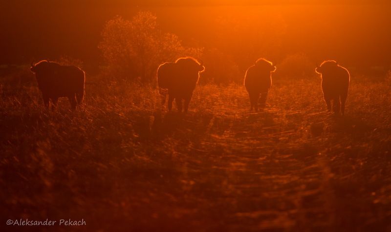 Беловежские зубры в лучах заходящего солнцаphoto preview