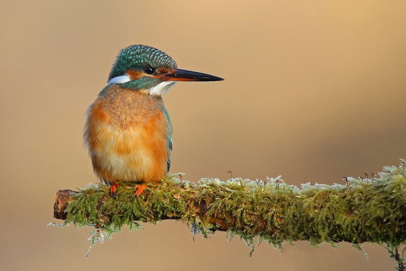 голубой зимородок, обыкновенный, common kingfisher, alcedo atthis, zivju dzenītis, riga, latvia, Вспоминая лето...photo preview