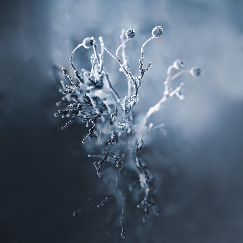 ...зимняя драмаphoto preview