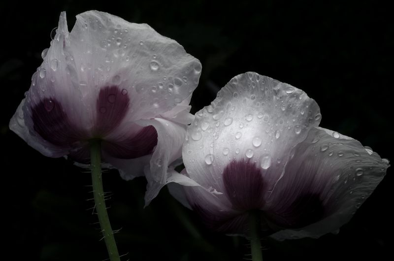 Макиphoto preview