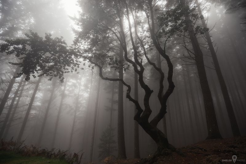 Madeira, Portugalphoto preview