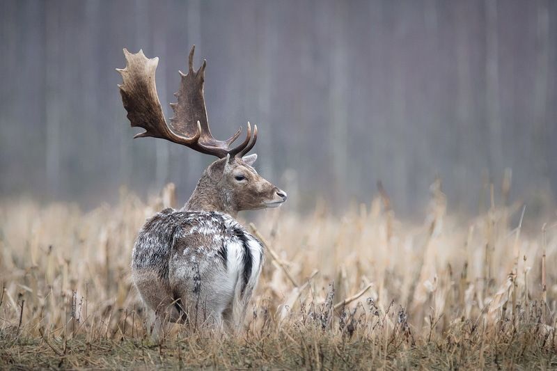 Ланьphoto preview