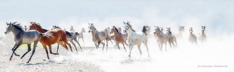 galopadaphoto preview