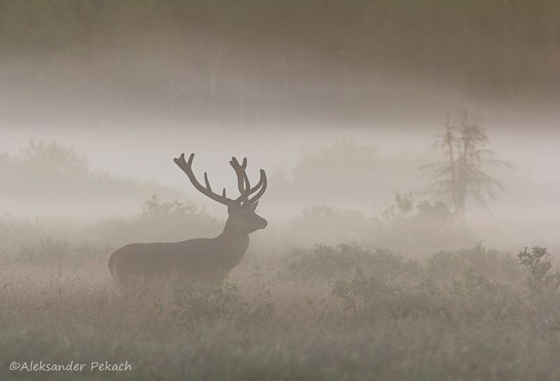 Туманное утроphoto preview