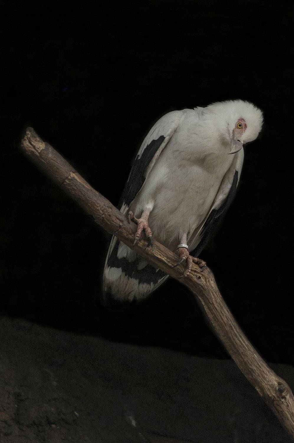 vautour palmiste. Автор: claude ferrara , claude ferrara