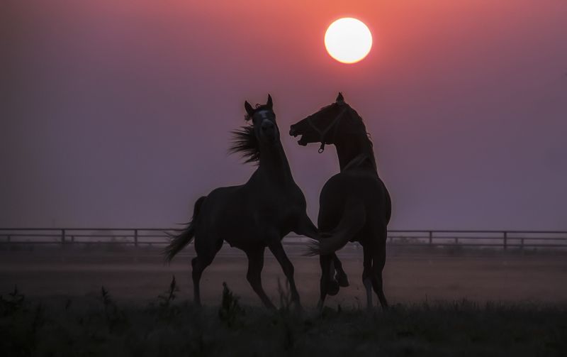 hores,lenscepe,animal Morningphoto preview