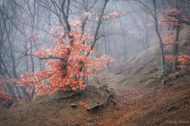 крым,landscape,travel,russia,демерджи, туманый лесphoto preview