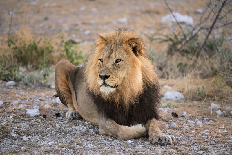 Вас анфас или в профиль?photo preview