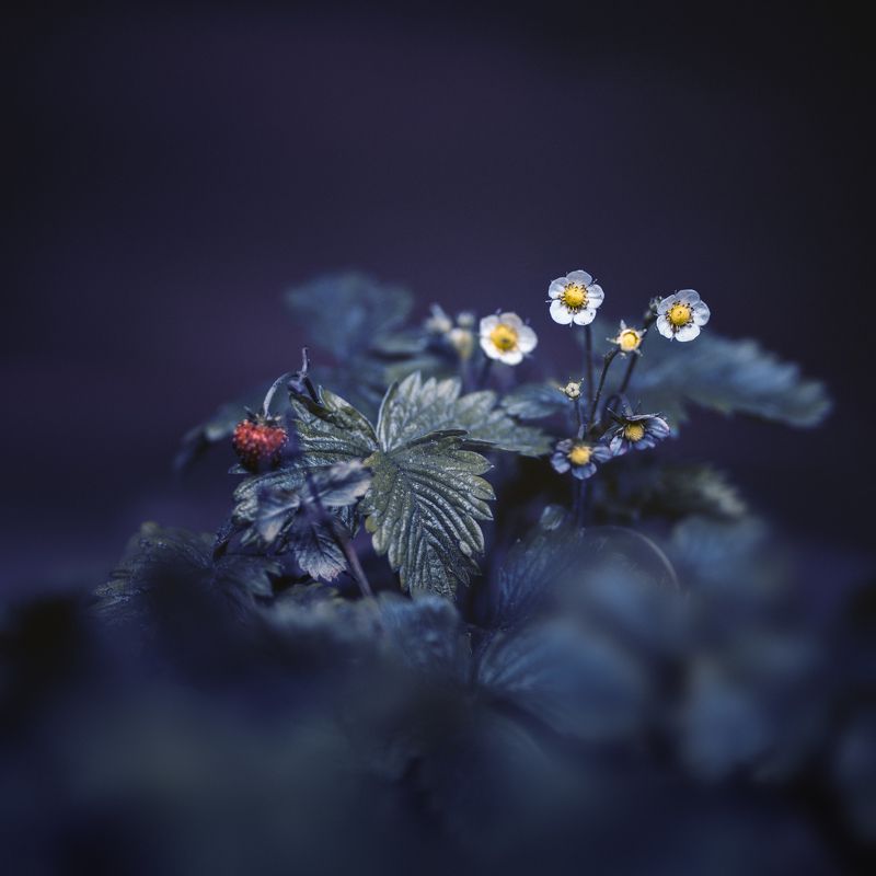 земляникаphoto preview