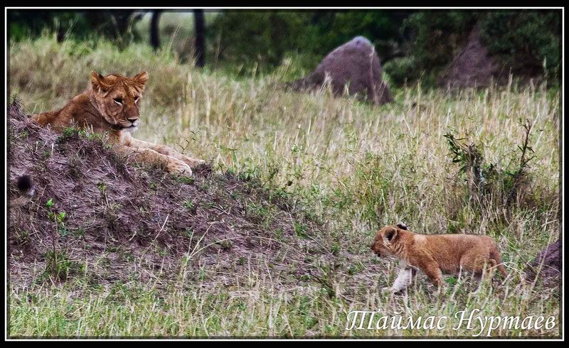 кения КЕНИЯ. НАЦ. ПАРК МАСАИ МАРА ПОСВЯЩЕНИЕ В ПРАЙДphoto preview