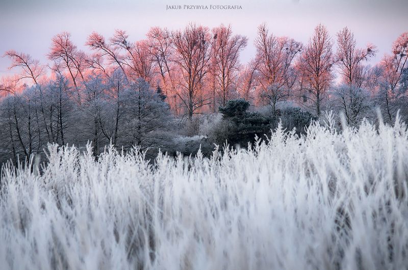 winter,morning,jakubprzybyla,pentax Frosty morningphoto preview