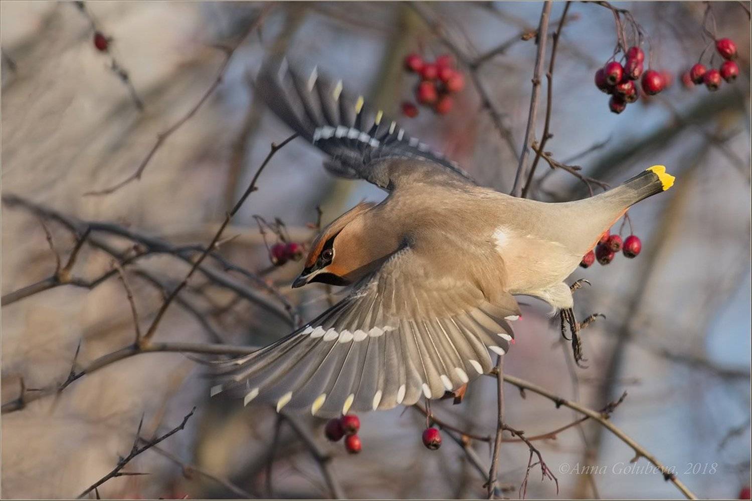 птицы, природа, свиристель, bombycilla garrulus, bohemian waxwing, январь, зима, 2018, москва, куркино, Анна Голубева