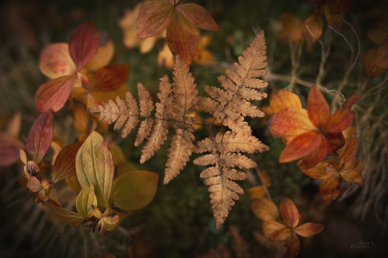 кольский полуостров, ловозерские тундры, осень, тайга, папоротник, жёлтый, красный, листья, макро Таёжный янтарьphoto preview