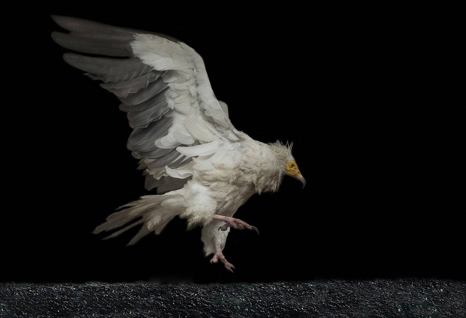 Late afternoon. Автор: claude ferrara , claude ferrara