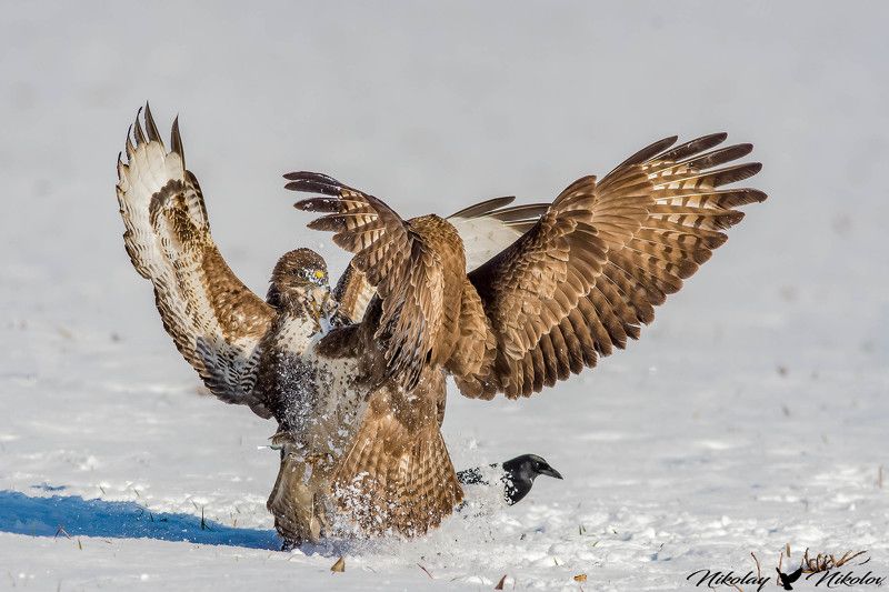 buzzard,winter,snow,fight,wildlife,fury,birds,action,lanscape common buzzard fightphoto preview