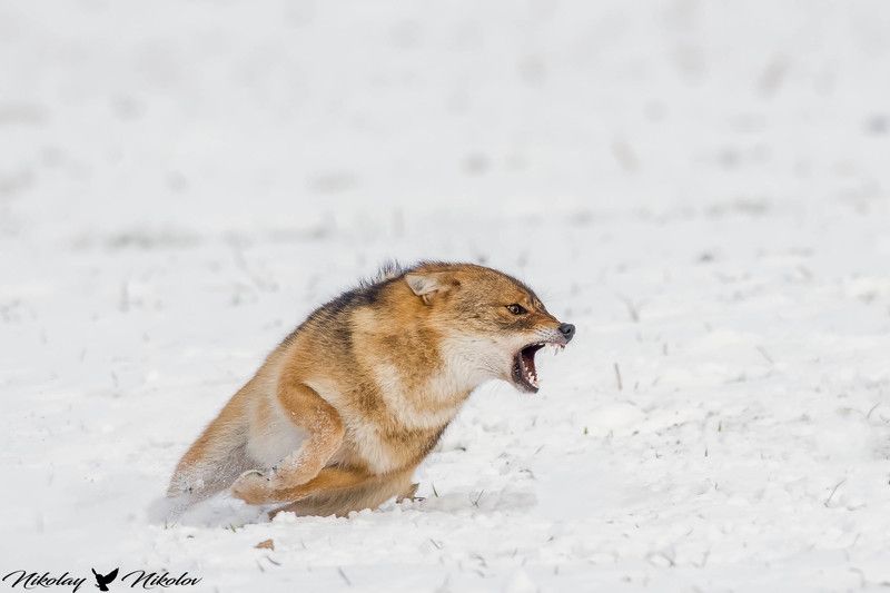 jackal,winter,snow,wildlife,landscape,run,action,fury,range angy golden jackalphoto preview