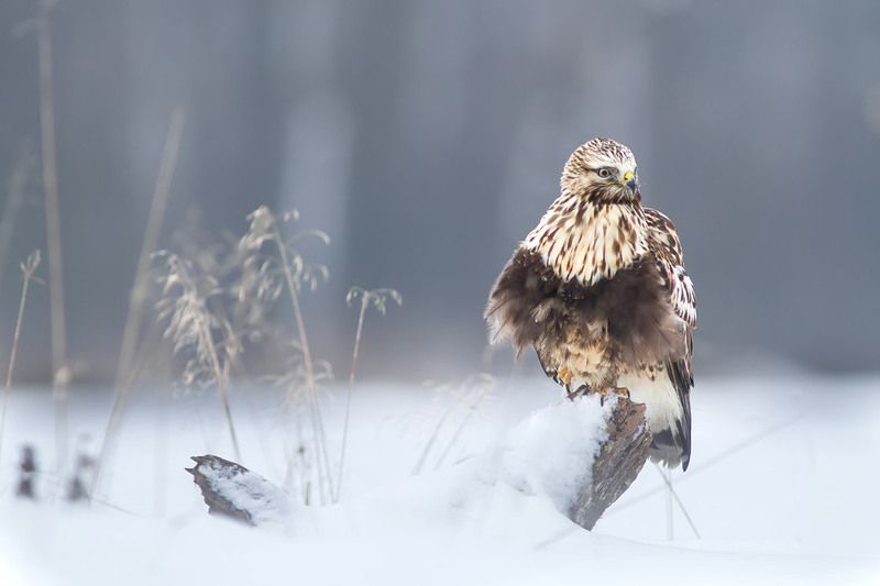 buteo lagopus, poland, dolinanarwi, nature, animals Winterphoto preview