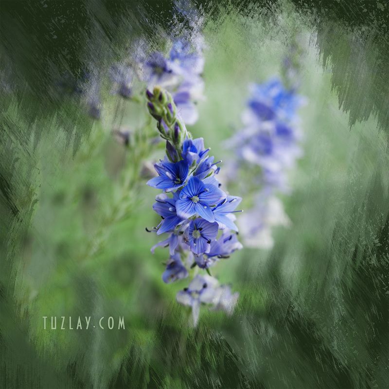 холст, цветы, флора, квадрат Квадратики в стиле Акварельphoto preview