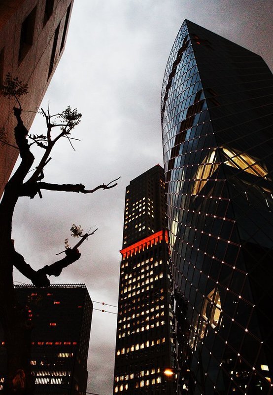 Акацияphoto preview