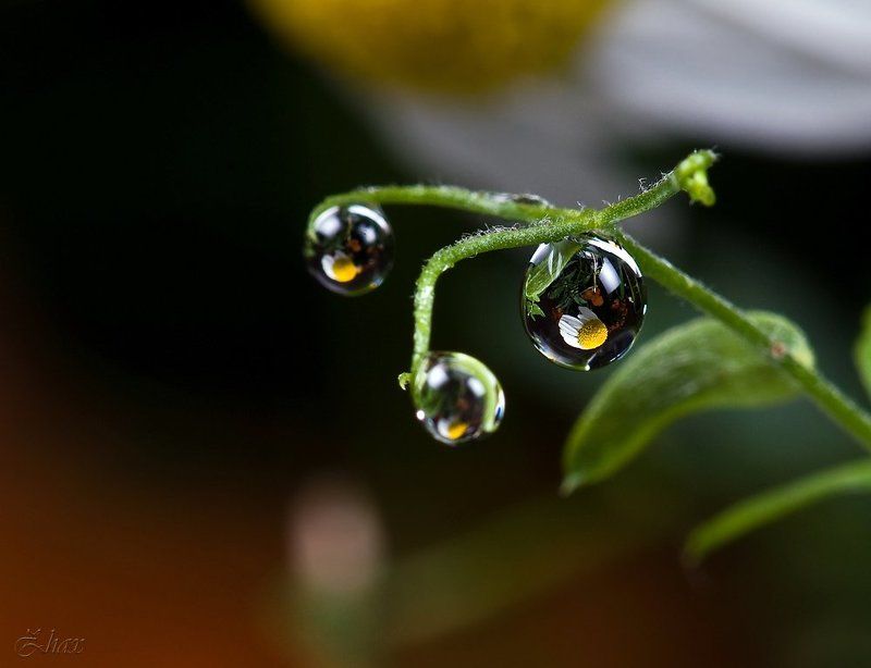 макро, капли Капитоши :-)photo preview