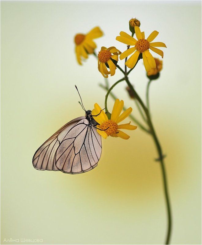 ромашка, боярышница ***photo preview