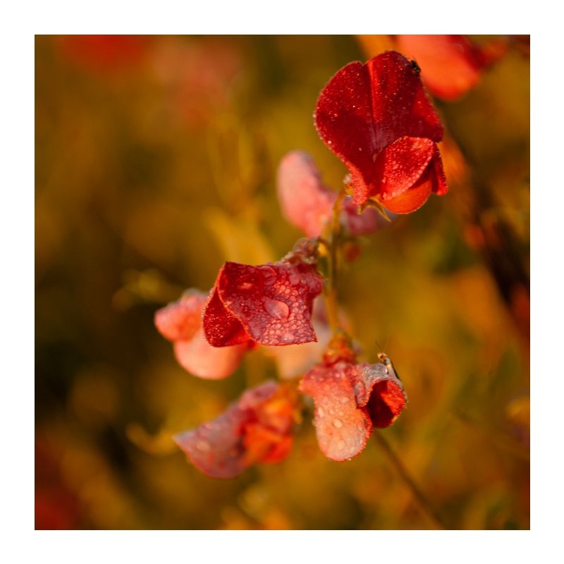 роса фото превью