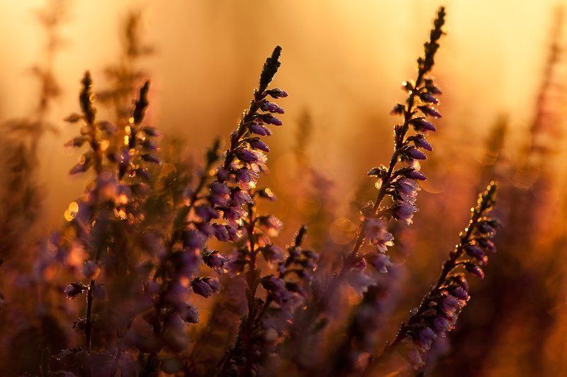 вереск, утро, роса вереск утромphoto preview