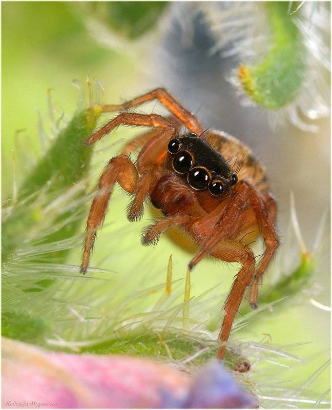 "Ловись мушка большая и маленькая". Автор: Надежда Муравьёва паукообразные, паук, скакунчик, Надежда Муравьёва