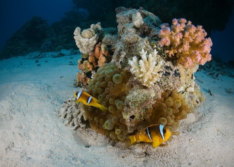 красное море, подводный ландшафт, амфиприон Островокphoto preview