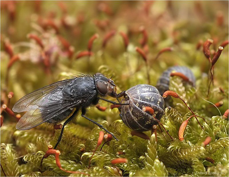 Муха на бахчеphoto preview