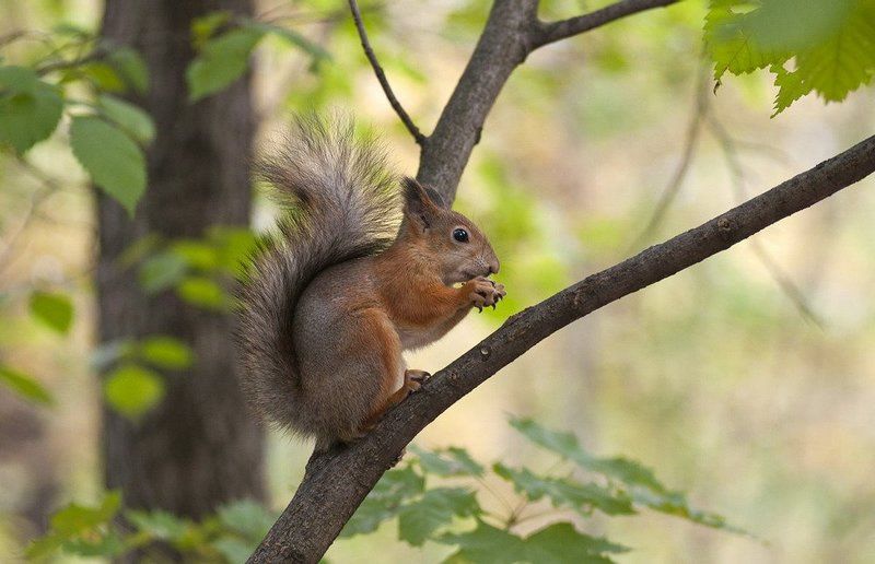 бельчонокphoto preview