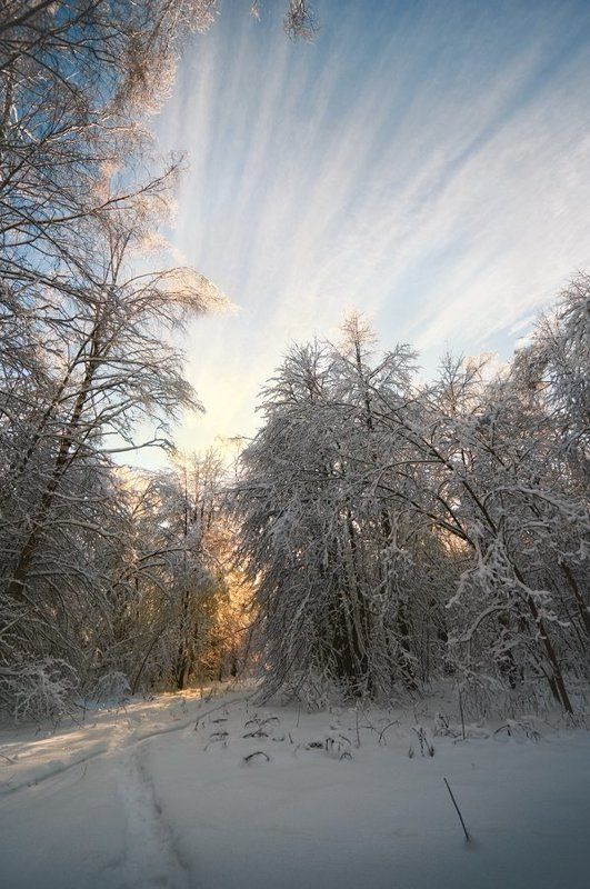 лес зимой, зимняя прогулка небо, солнце, снегphoto preview