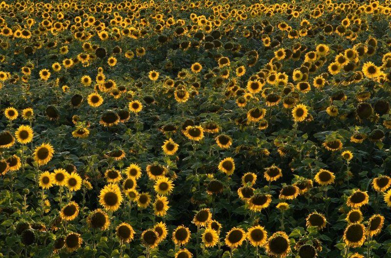 козлов артур, подсолнух, солнце Солнечные волныphoto preview