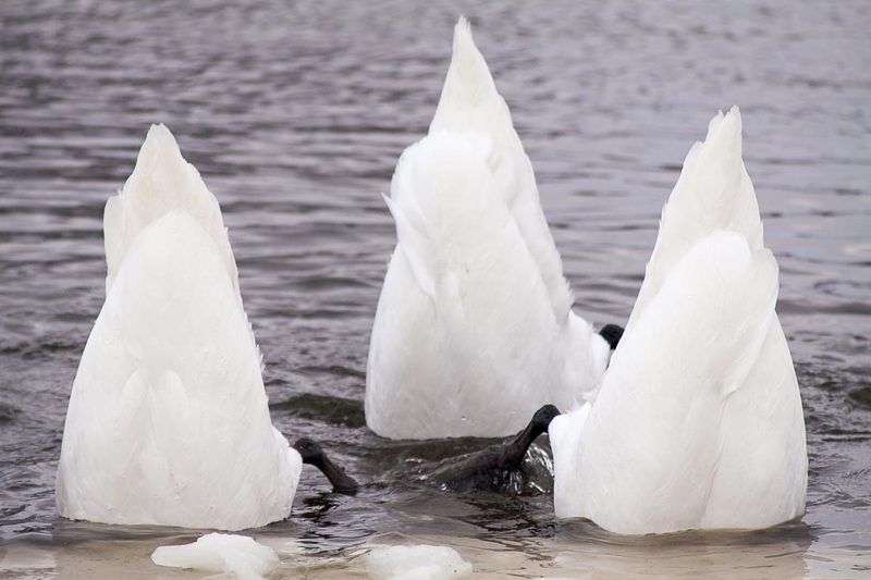 лебеді Елементи синхронного плаванняphoto preview