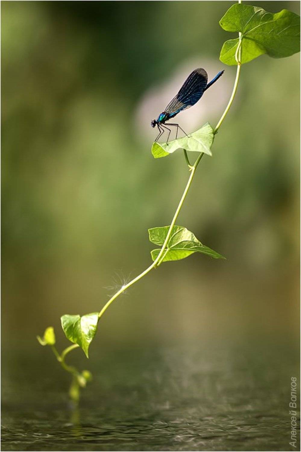 красотка блестящая, splendens splendens, Amazon-san