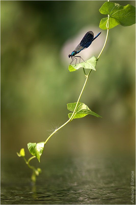 красотка блестящая, splendens splendens Пограничная заставаphoto preview